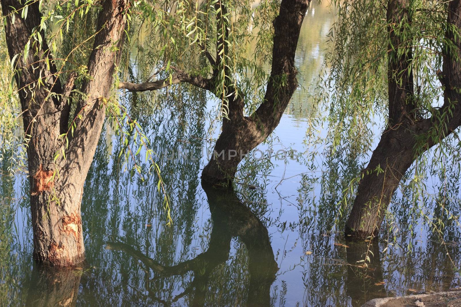 three trees in the water. willow