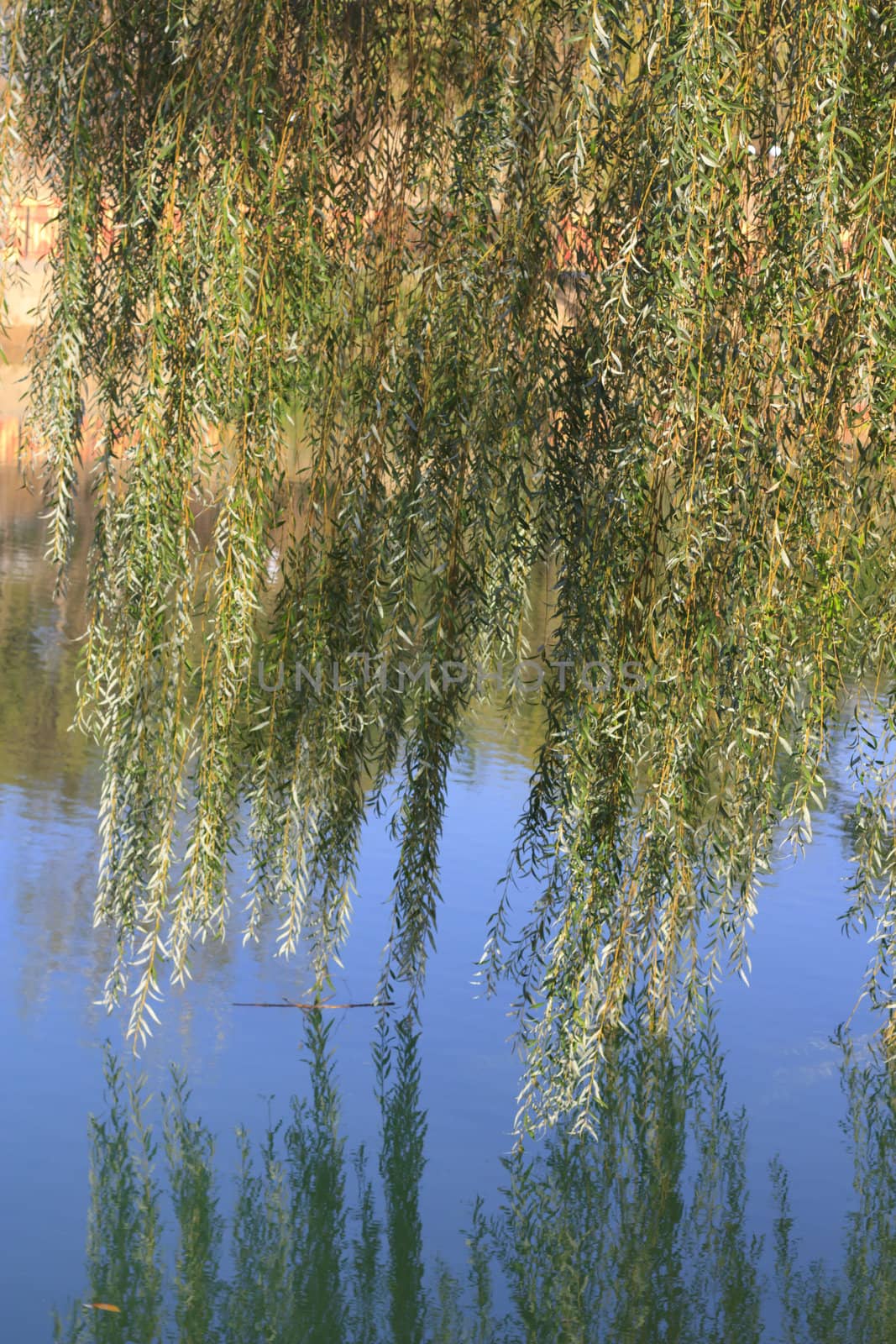 willow in the background