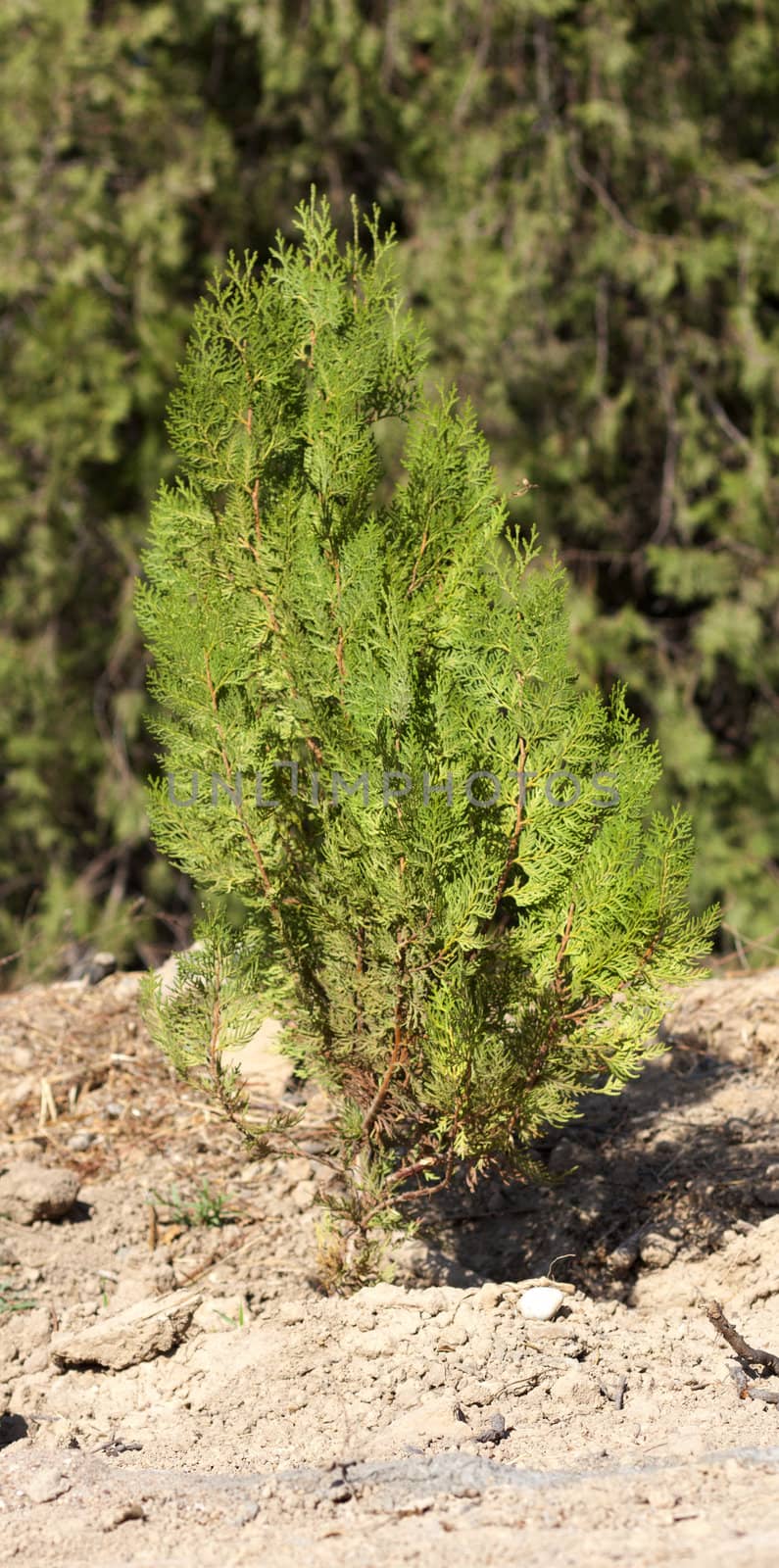 small tree of the fir tree