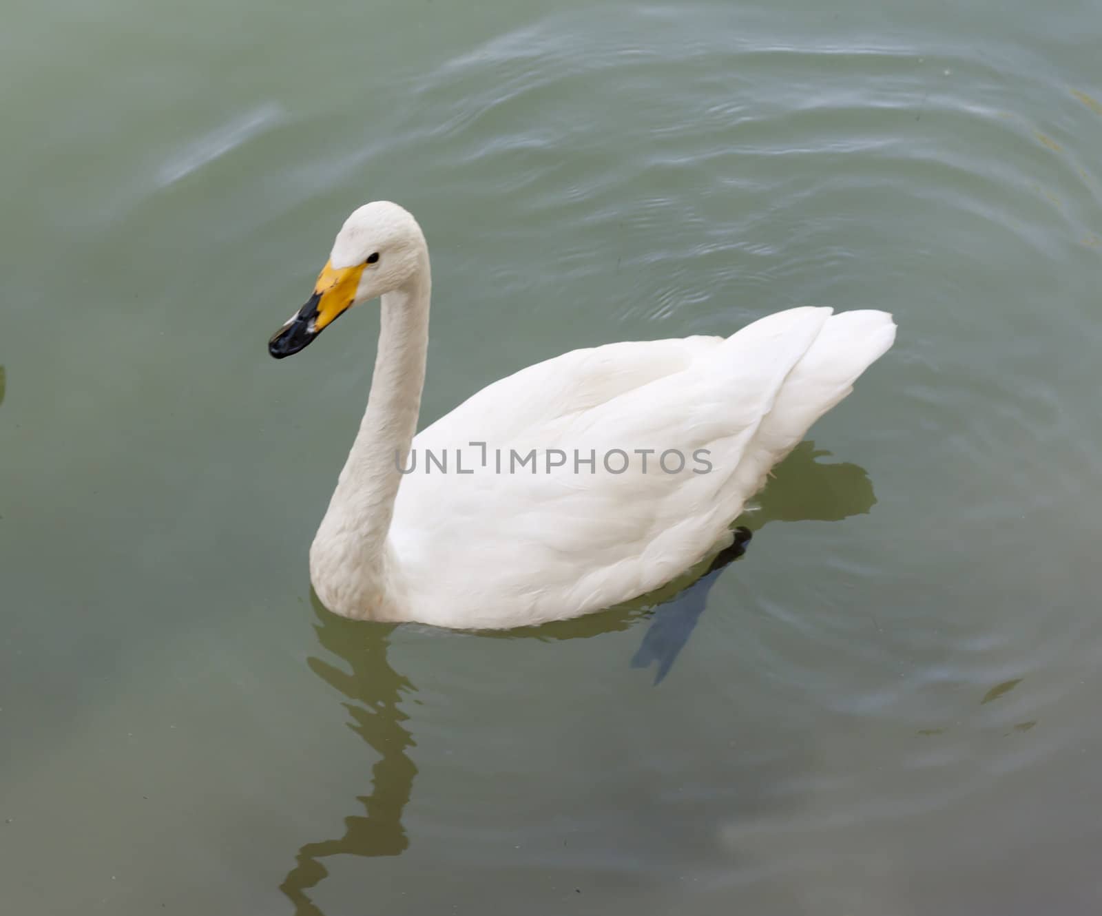 Swan in water with reflections of autumn foliage 