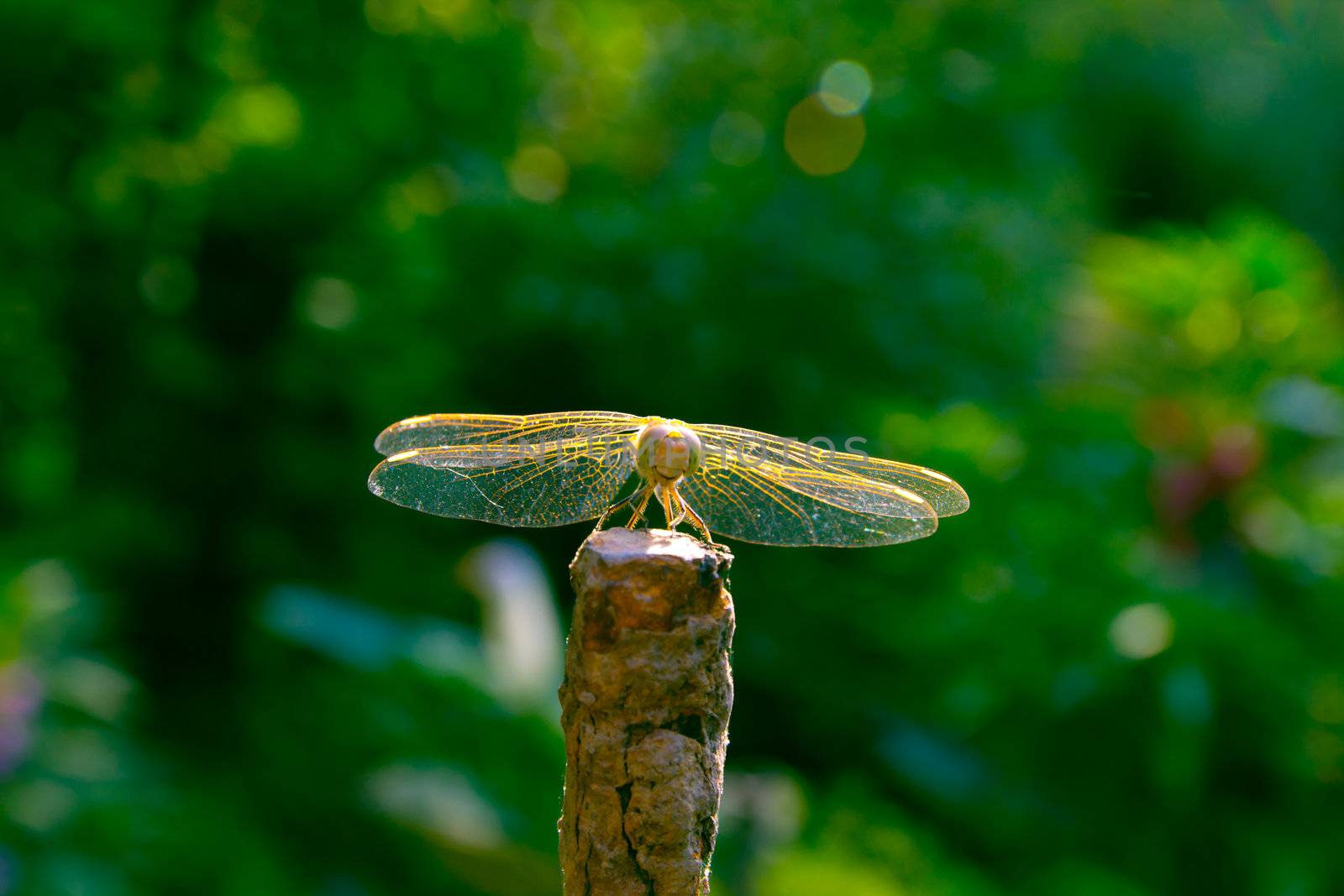 dragonfly by schankz