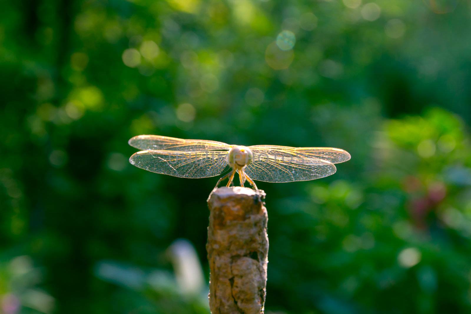 dragonfly wings focus on by schankz
