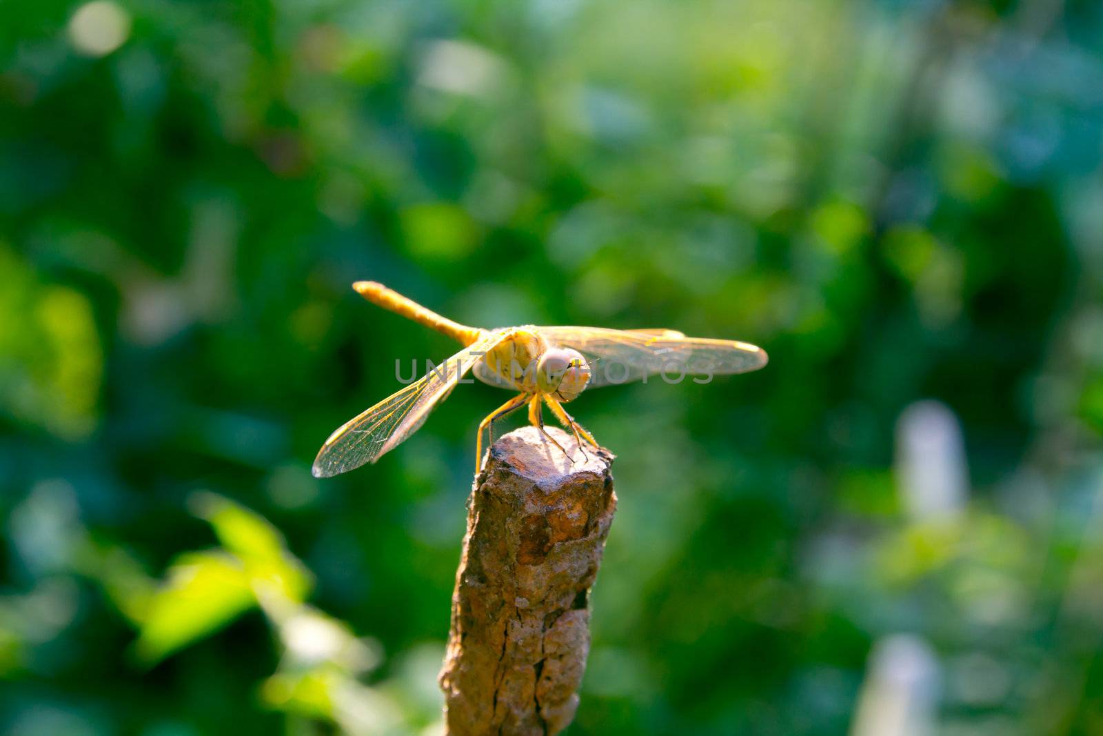 Dragonfly spreads wings  by schankz