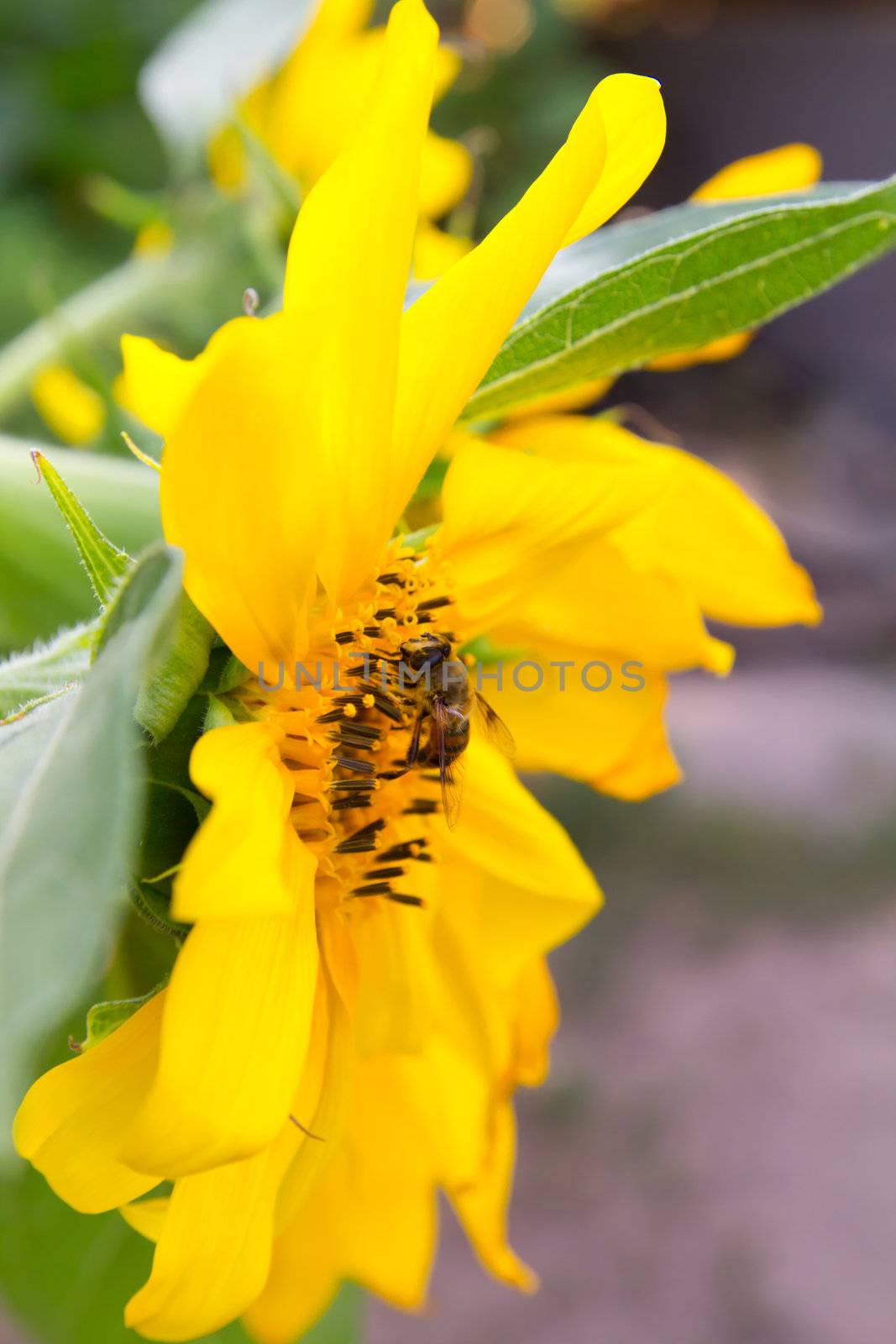 Bee on sunflower by schankz