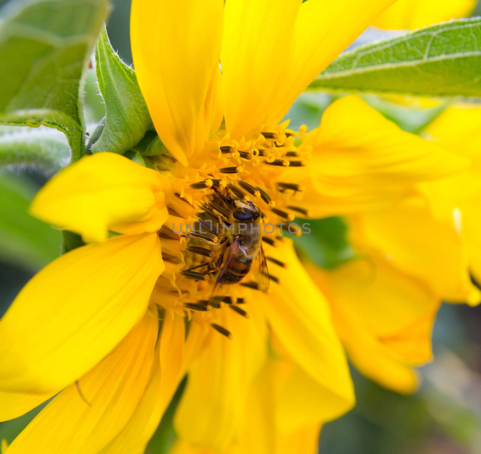 Closeup of bee on beautiful bright yellow sunflower  by schankz