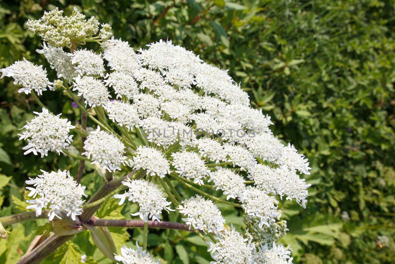 Giant Hogweed (Heracleum Mentagazzanium), aka Cow Parship