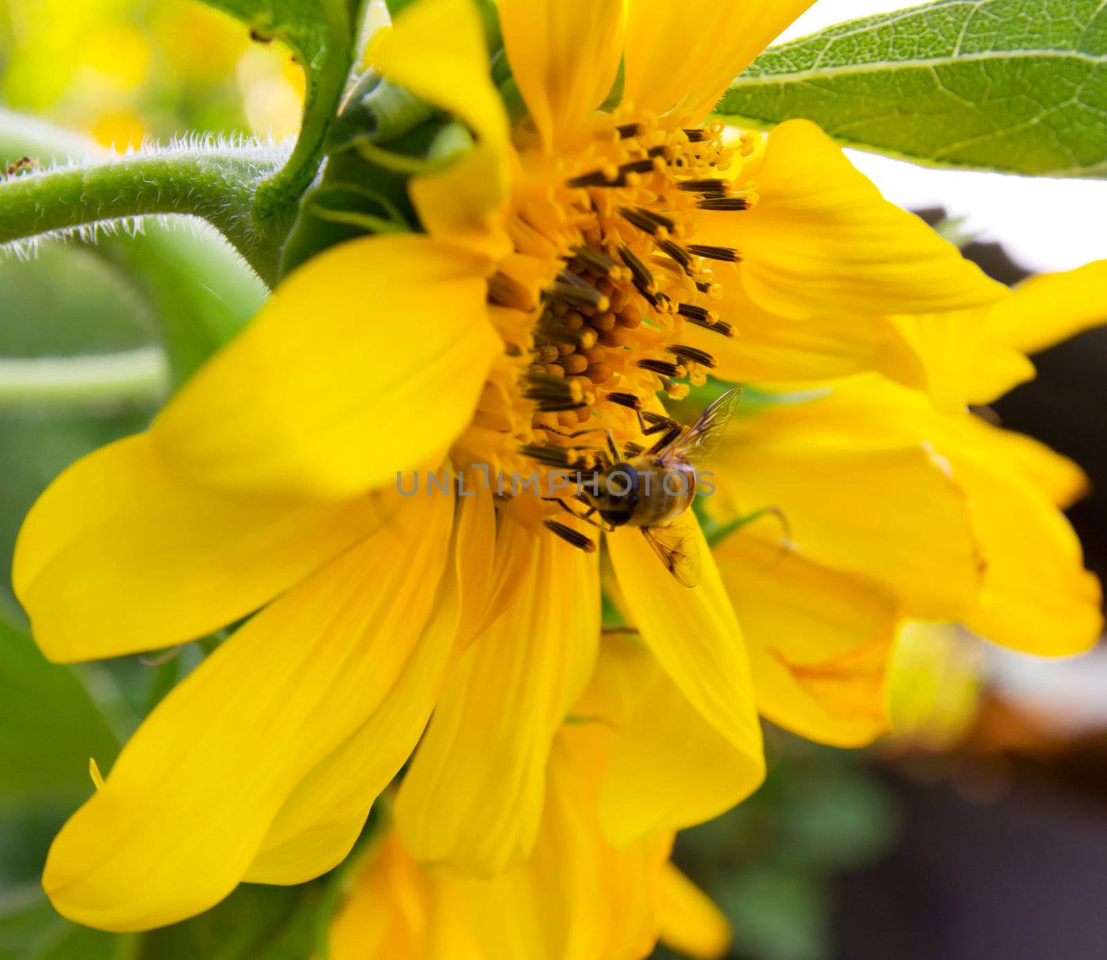 Closeup of bee on beautiful bright yellow sunflower  by schankz