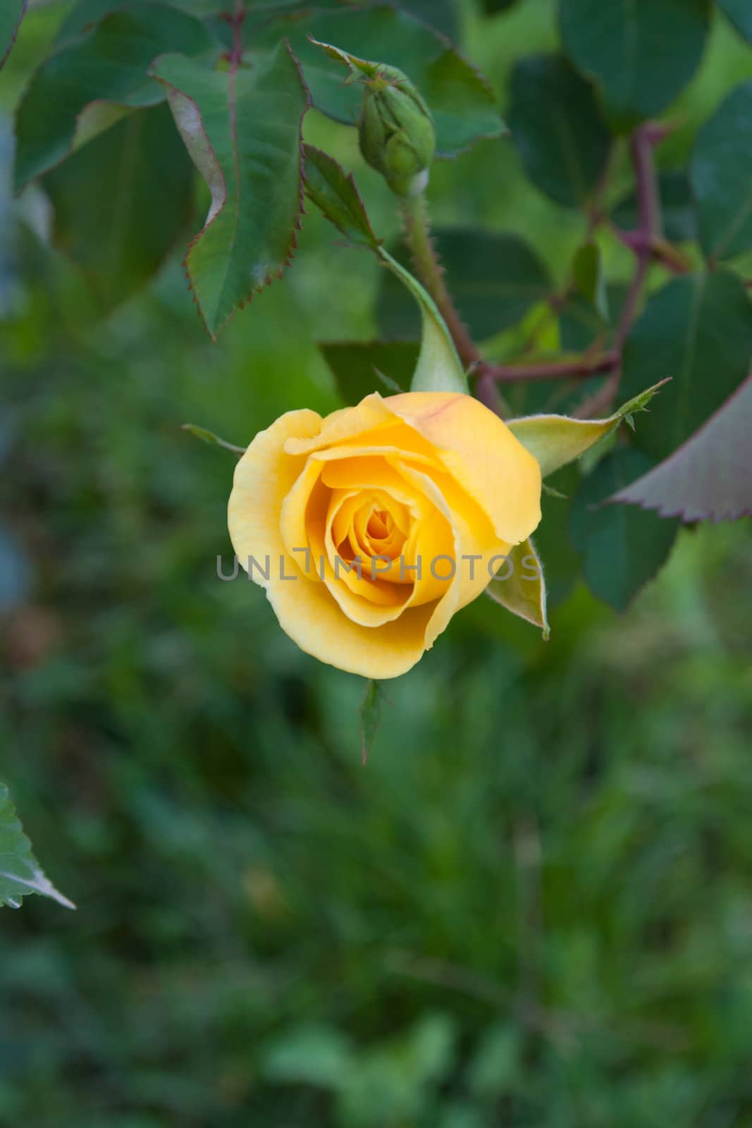 Close up of a yellow rose in a garden  by schankz