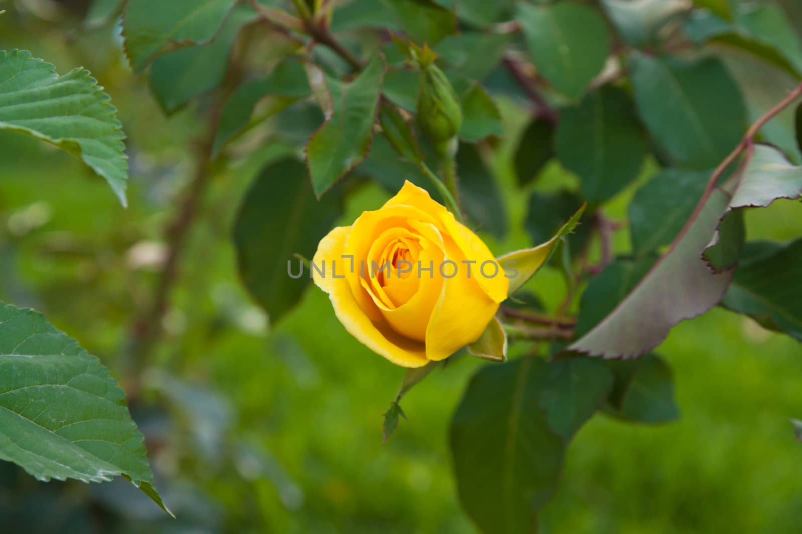 Close up of a yellow rose in a garden 