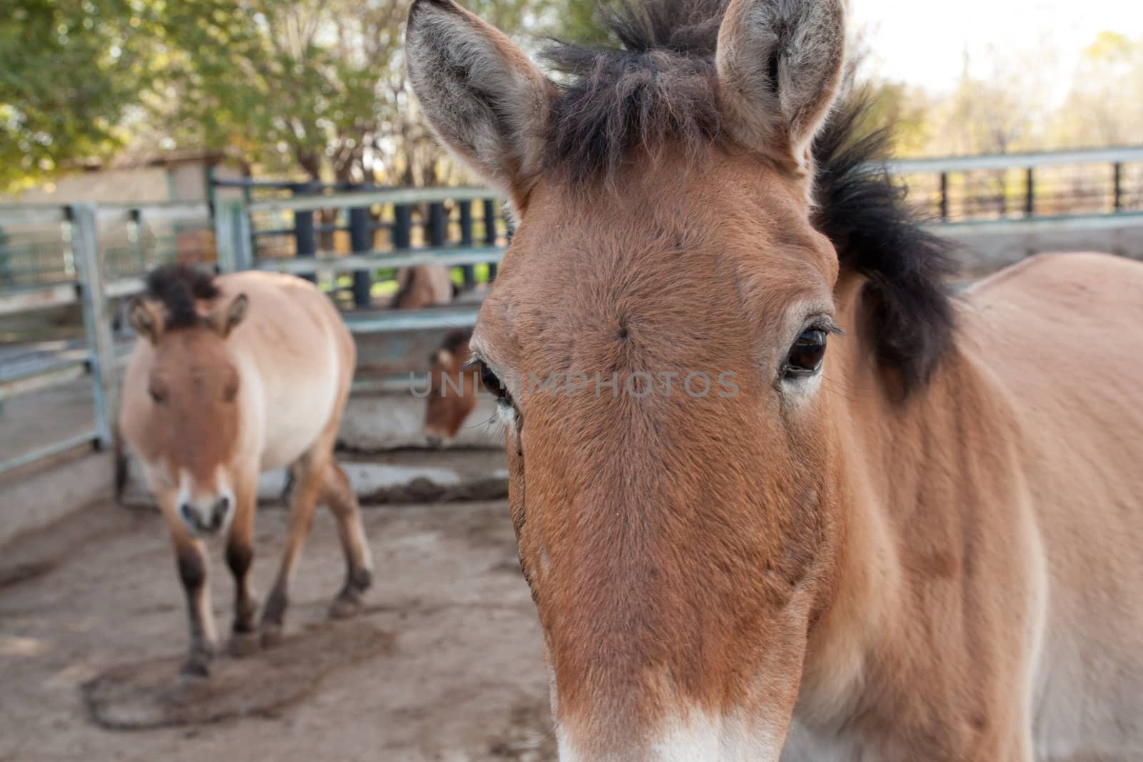 horses on the farm