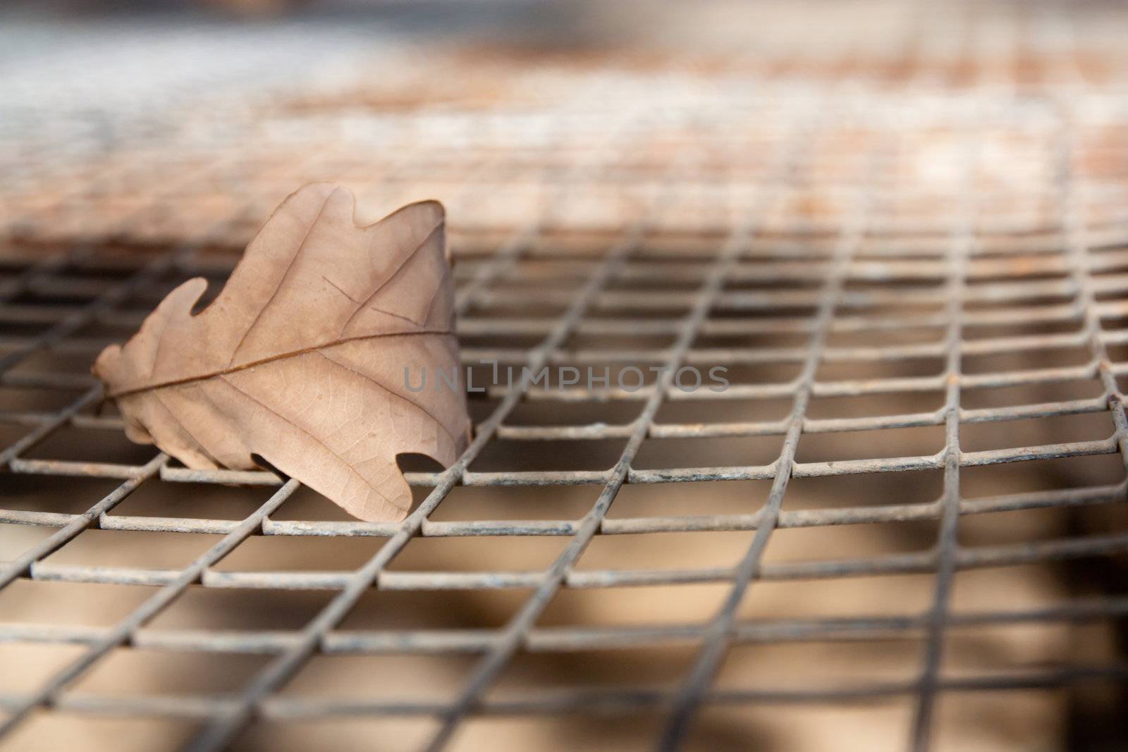 oak leaf on the background grid by schankz