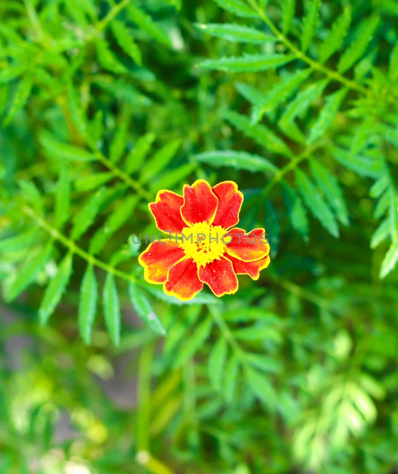 Yellow and red flower in the garden shined at sun  by schankz