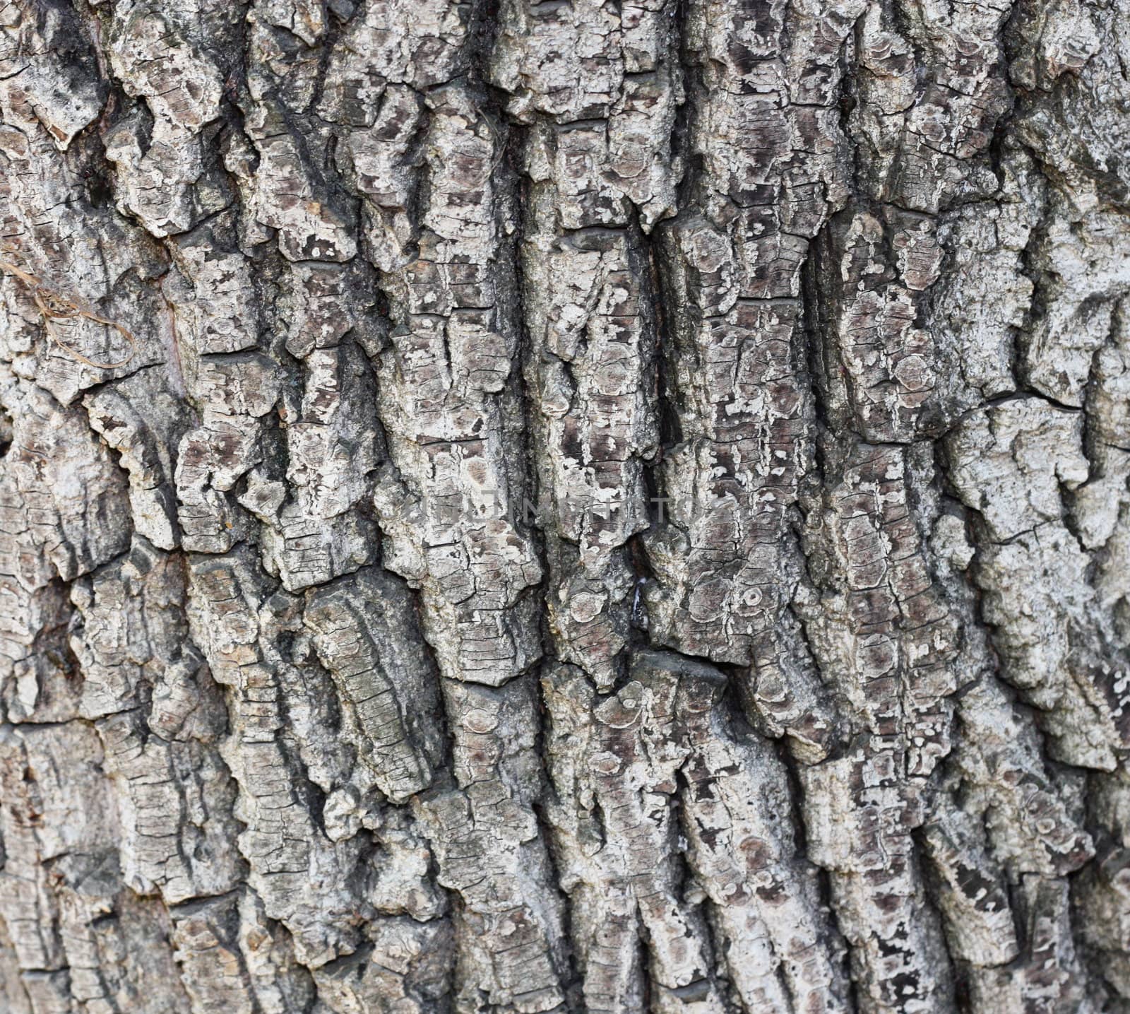 Old tree bark texture  by schankz