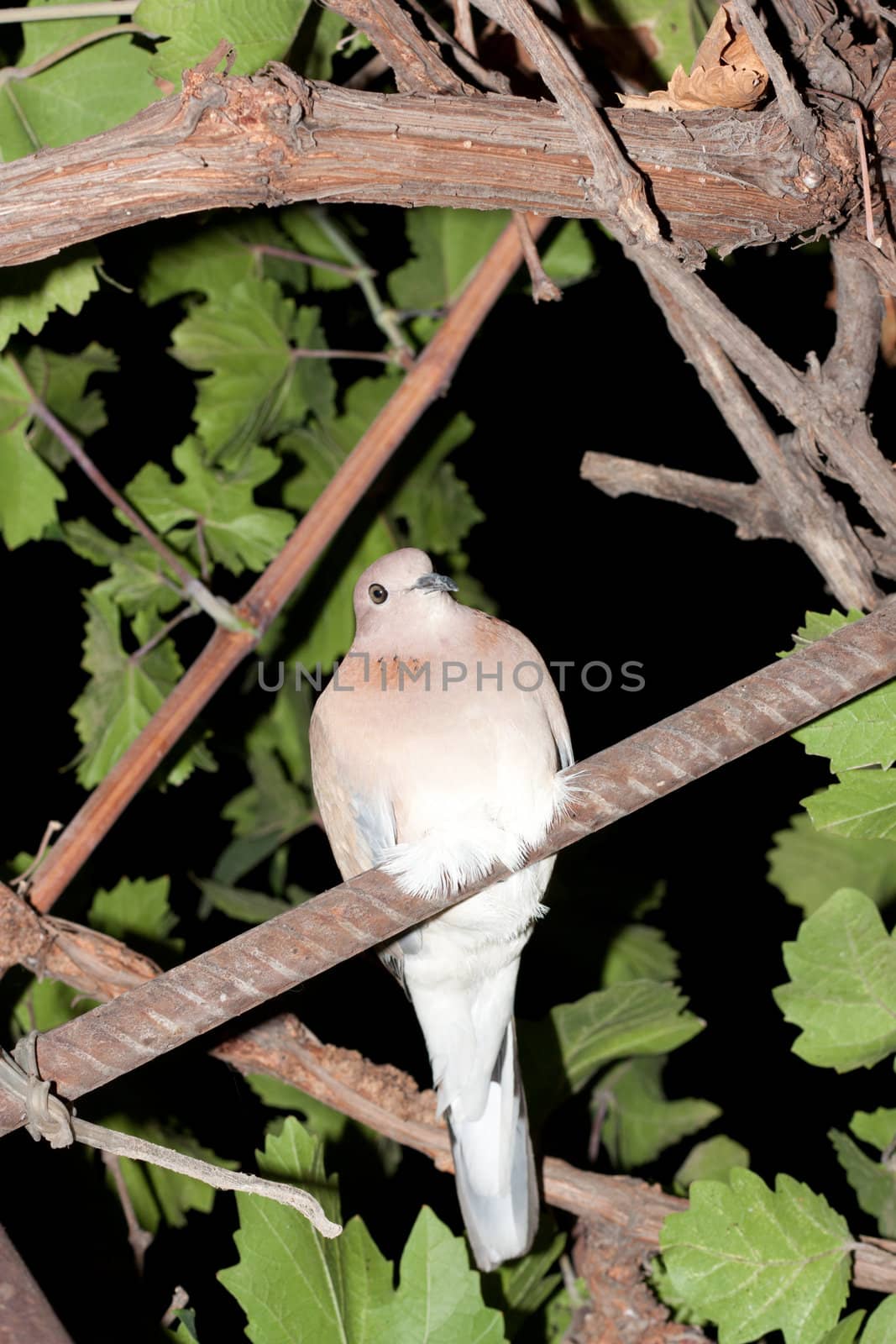 dove at night by schankz