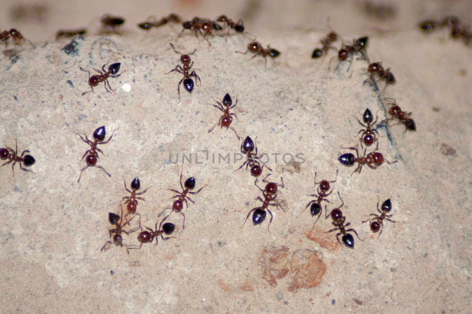 ants by schankz