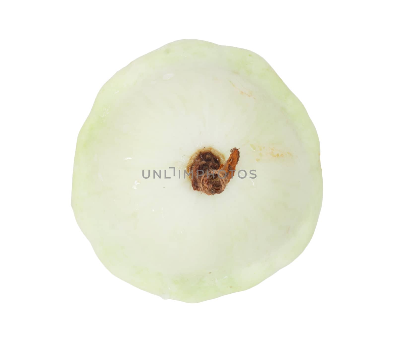 Single Patison, pattypan squash 