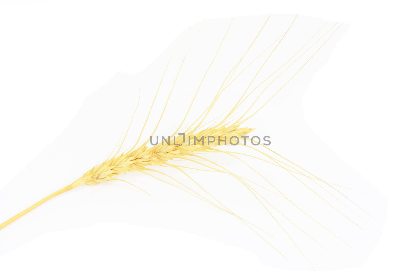 ear of wheat on a white background 