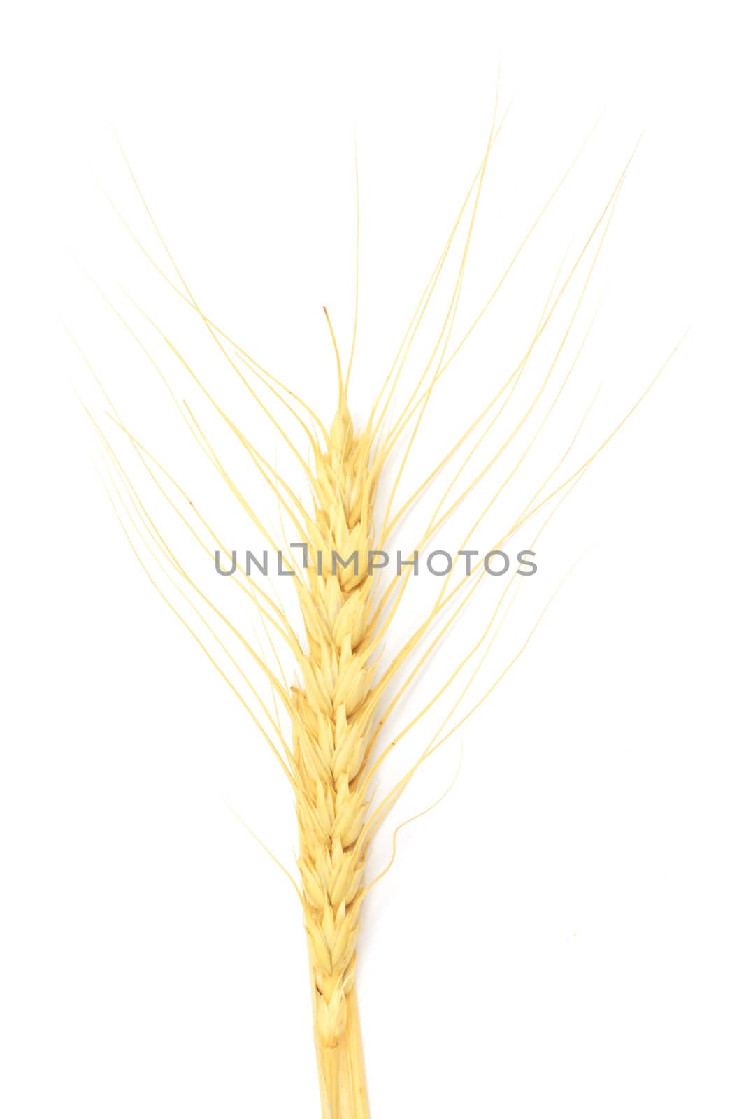 wheat isolated on white 