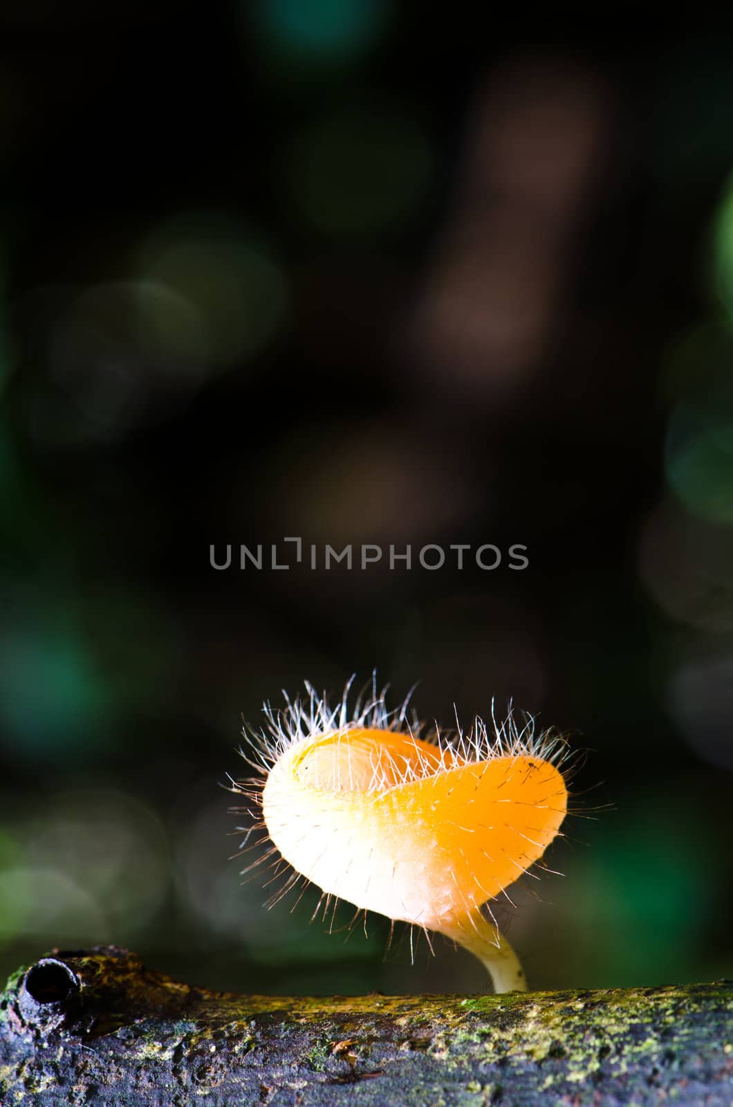 Cookeina tricholoma Mushroom  have a deep, cup-shaped,  in the tropical rainforest