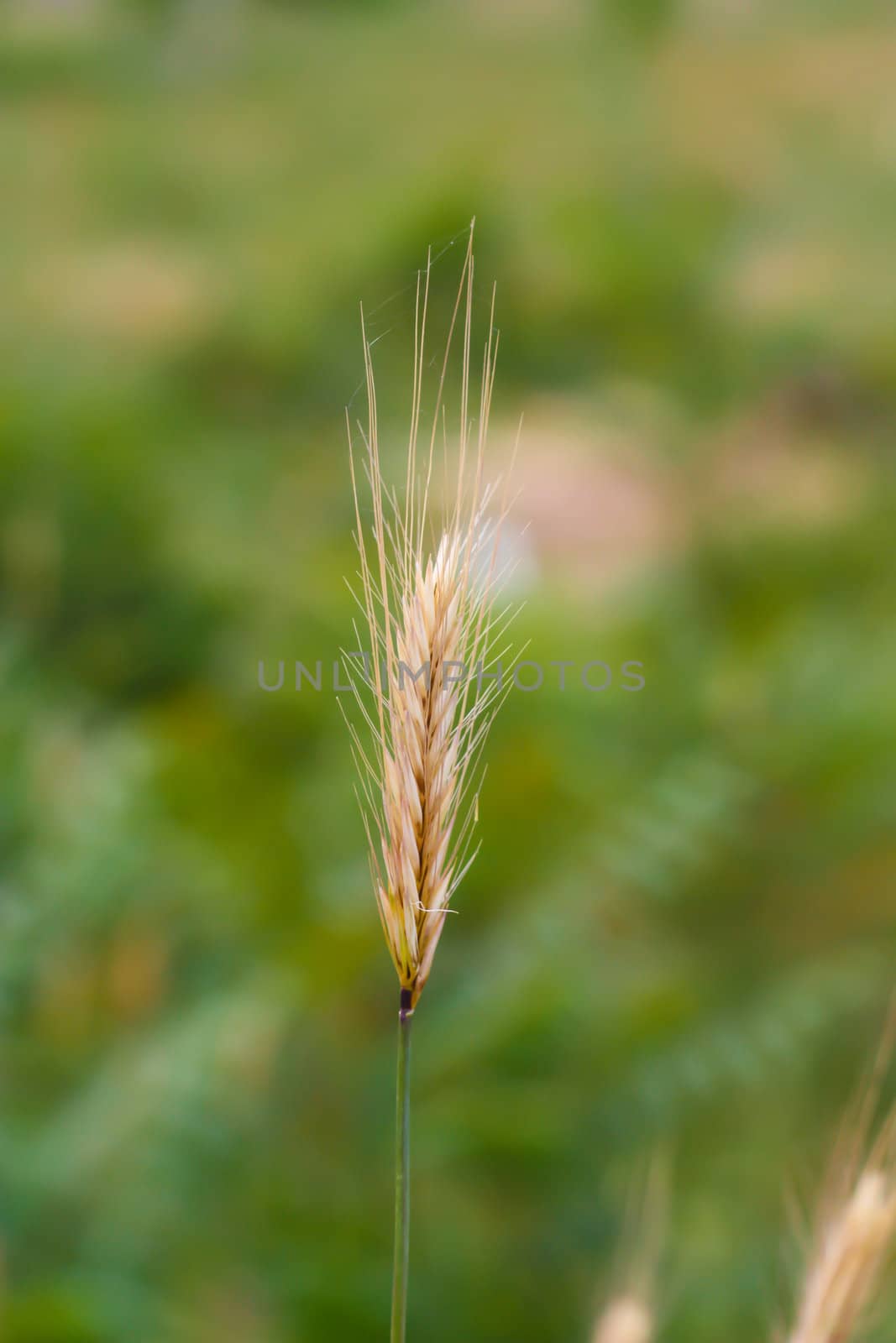 an ear of wheat on a green background by schankz