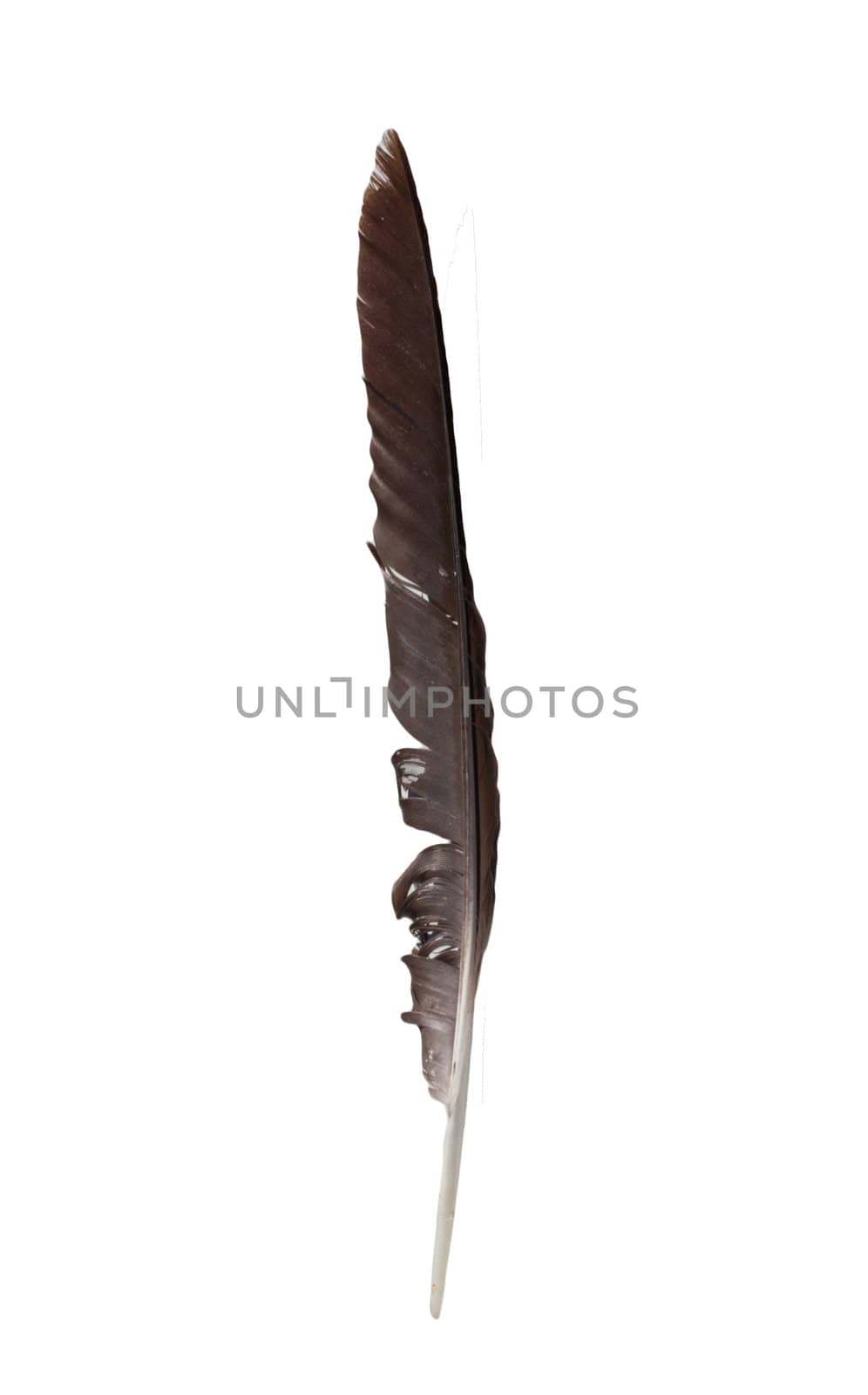 Black Crow feather.  by schankz