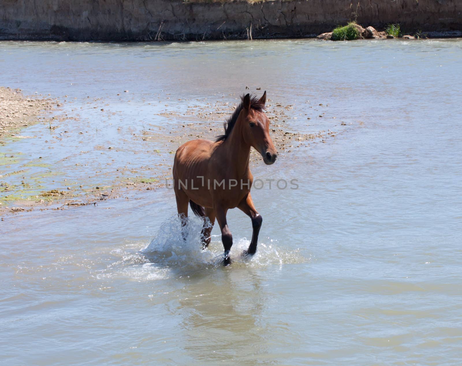 Palamino horse on the gulf in the sunset 