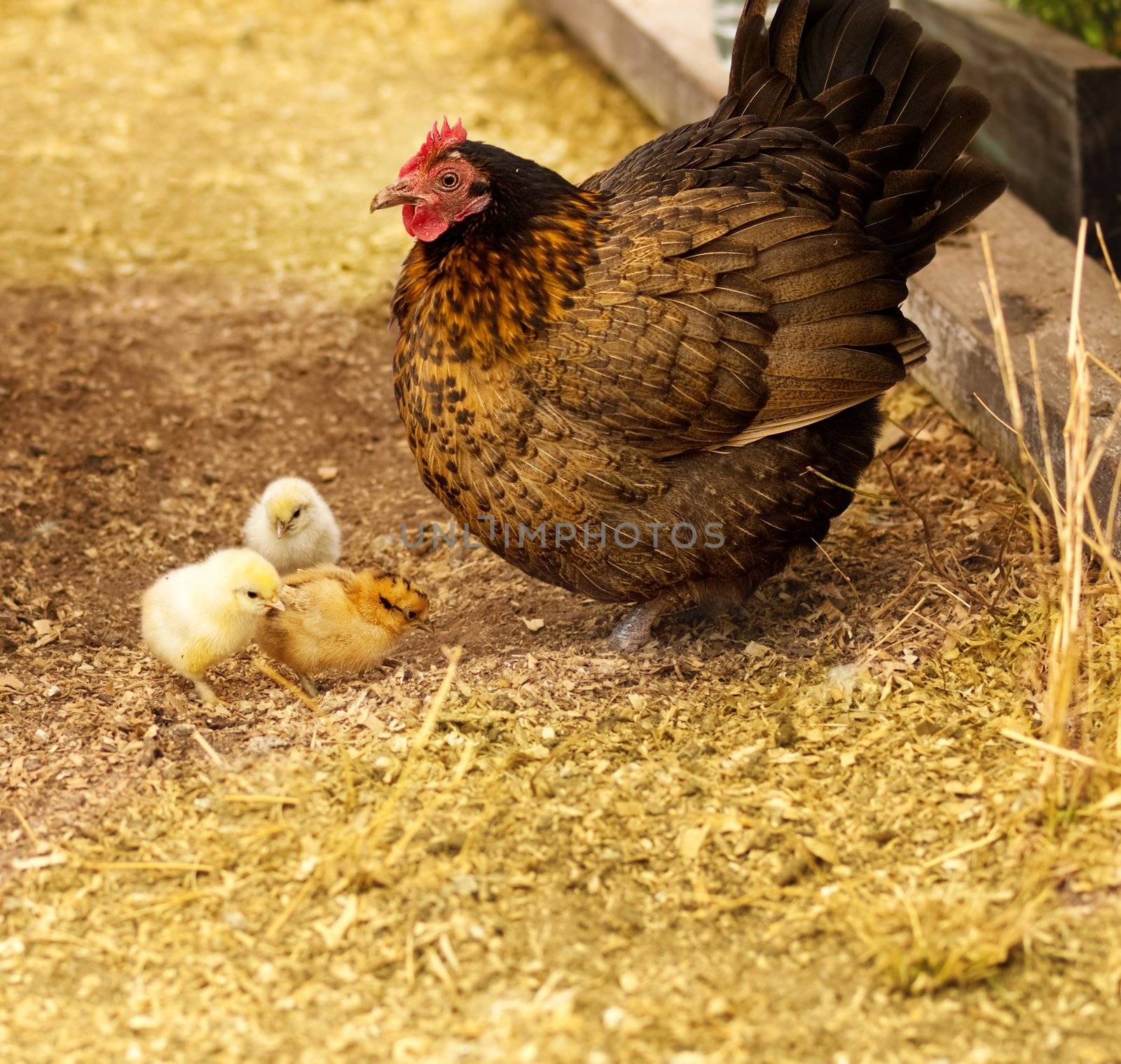Spring chickens, live animals, bantam hen with new day old chicks 