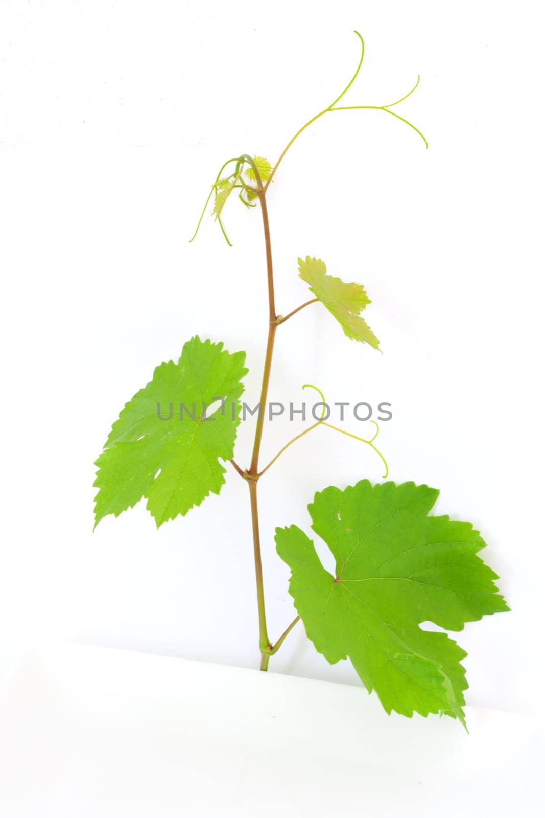 Branch with grape leaves  by schankz
