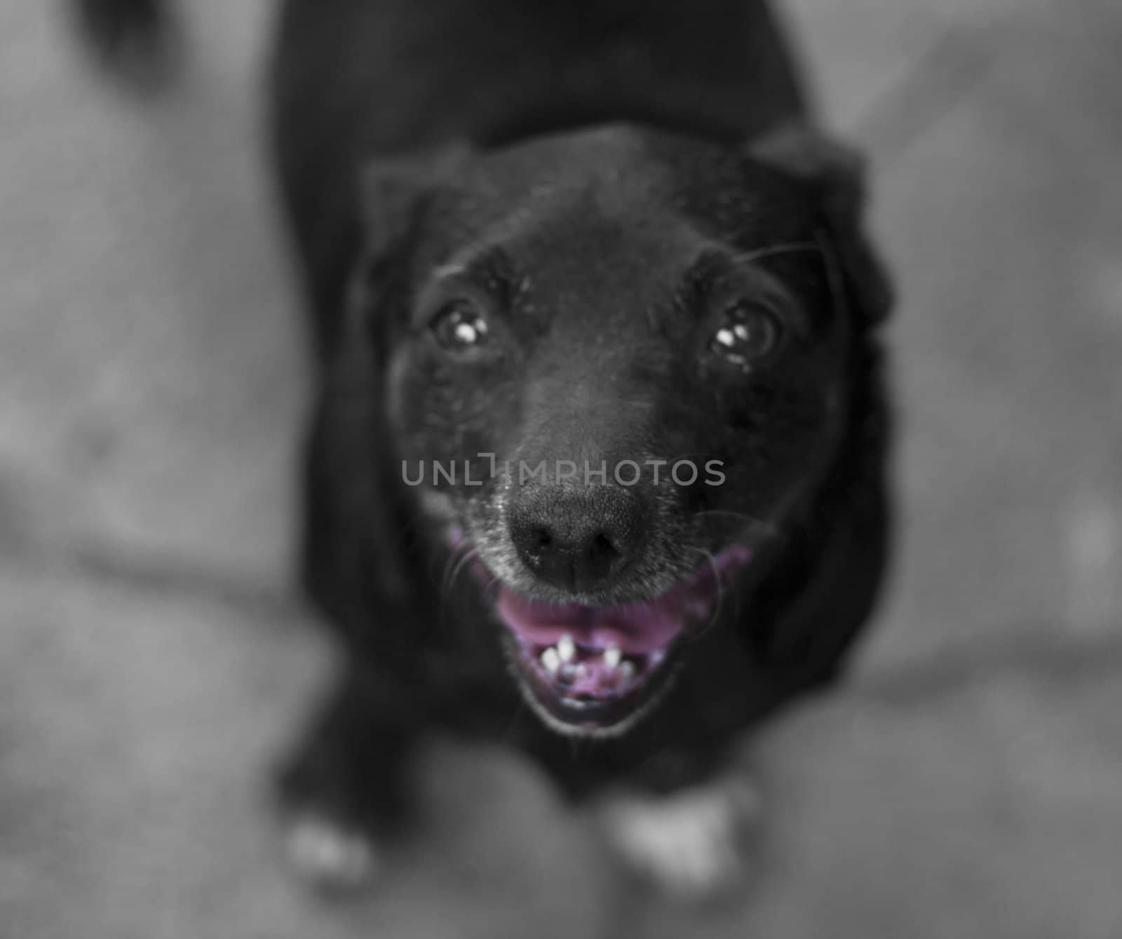 smile of a black dog with a pink tongue. focus on the nose by schankz