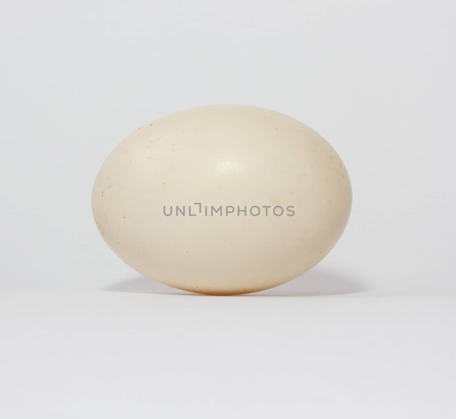 Egg of a duck