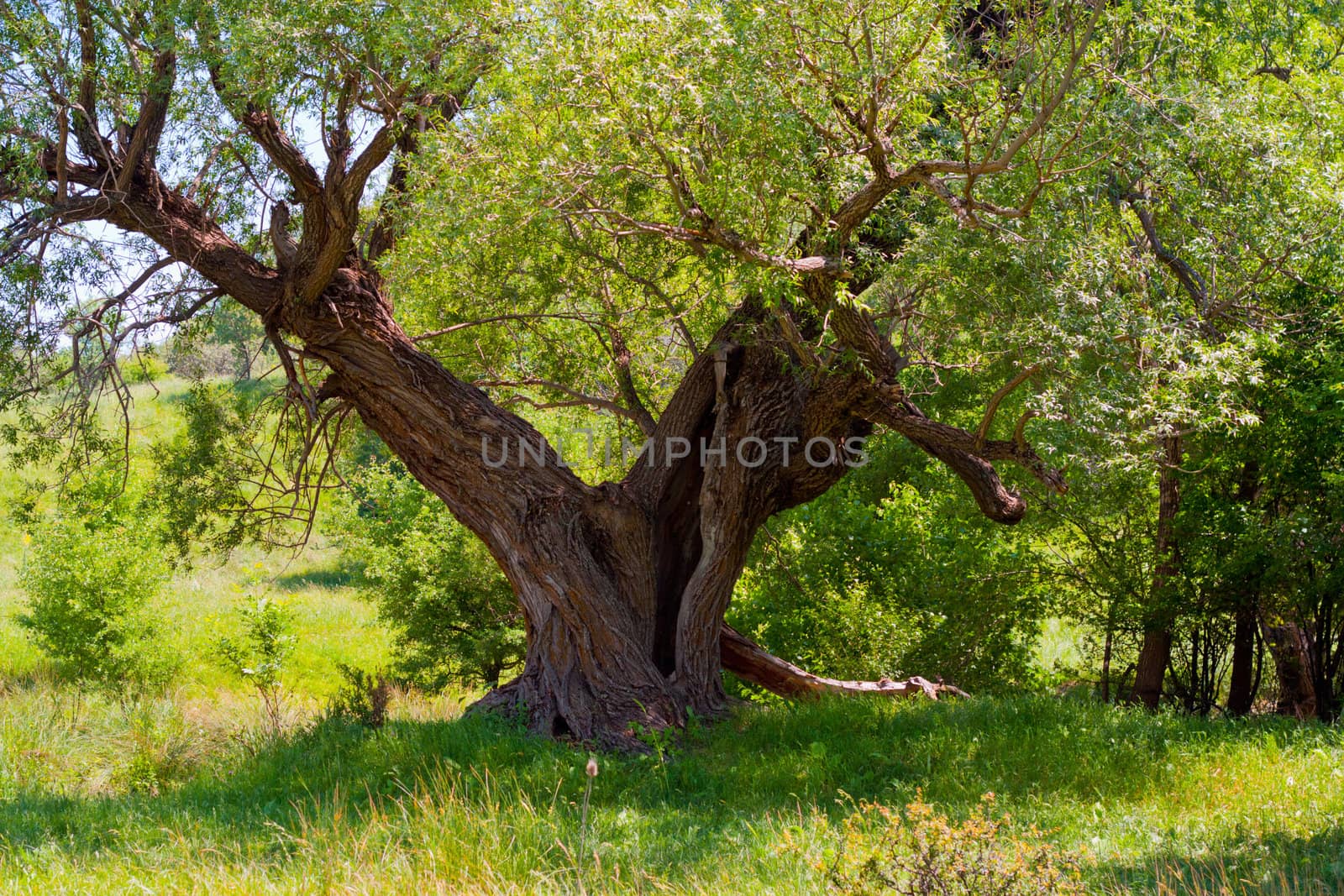 a beautiful old tree by schankz