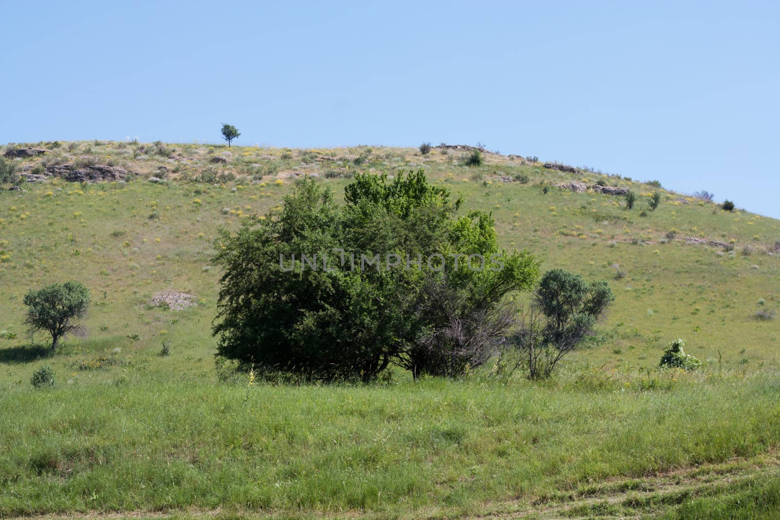 green tree