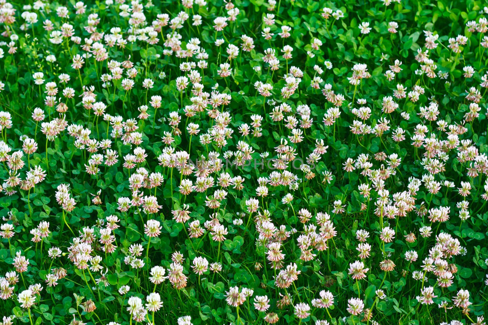 White clover (Trifolium repens) 