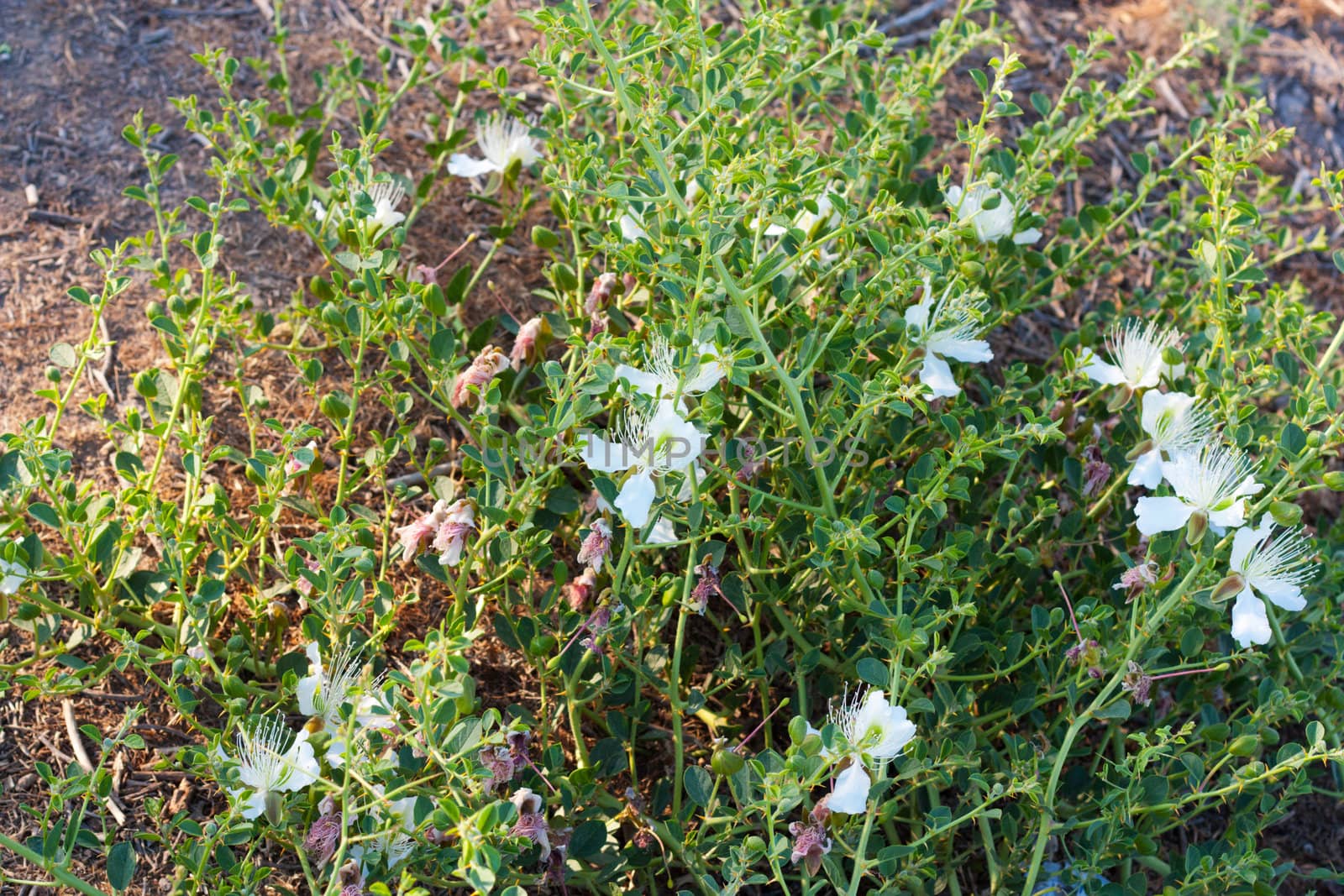 white thorn flower