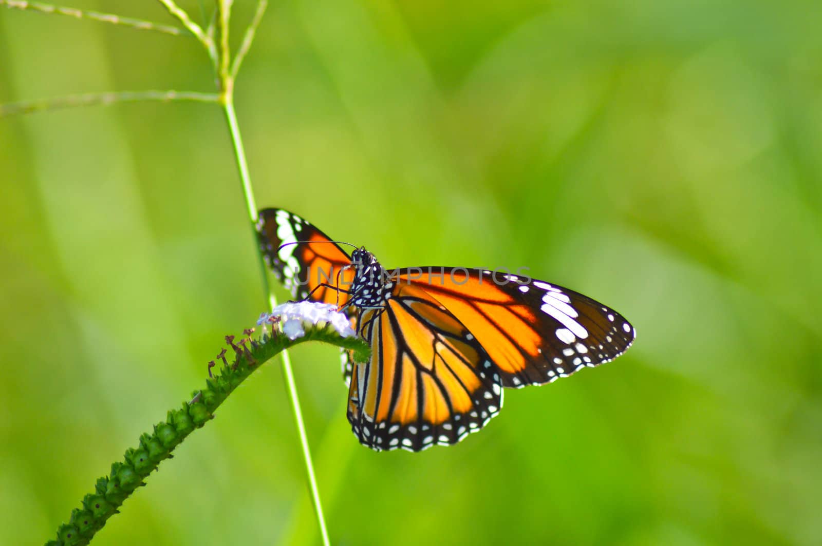 close up ofbeautiful butterfly in the garden