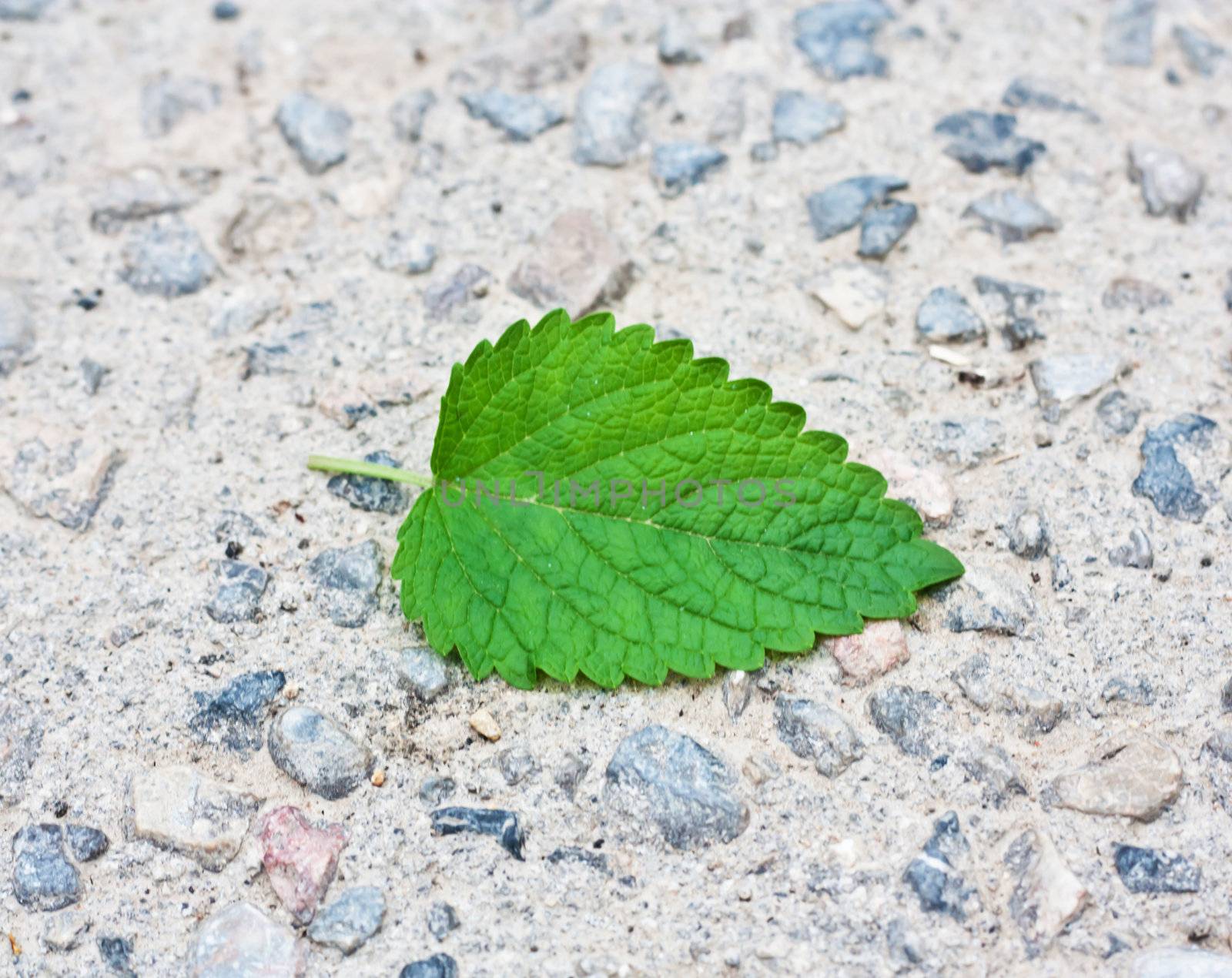 green leaf from a tree on a stone background by schankz