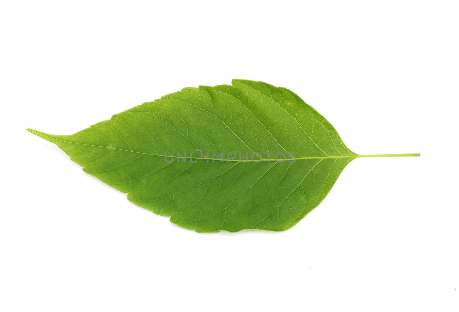 green leaf isolated on white background by schankz