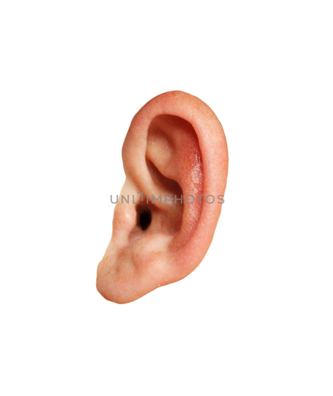 Closeup of a human ear  by schankz