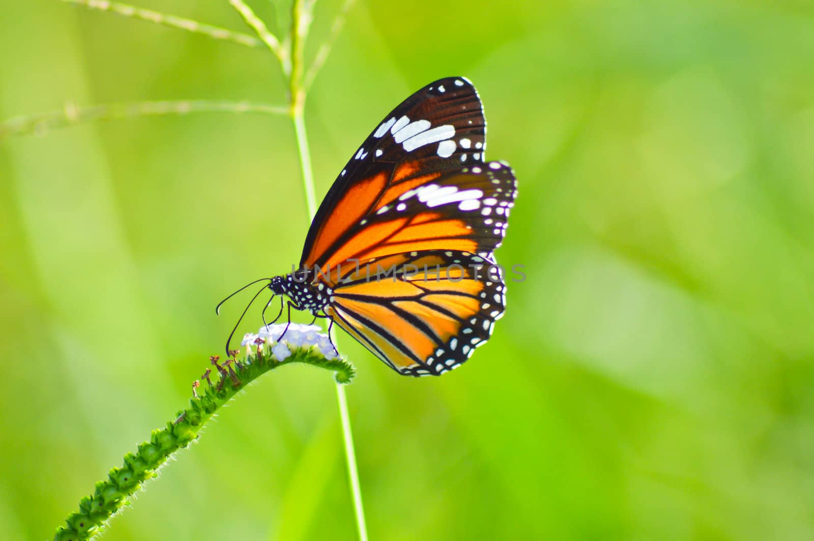 close up of beautiful butterfly in the garden