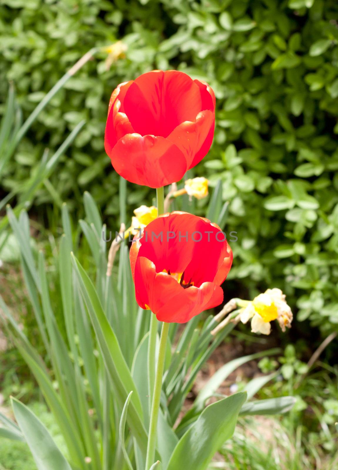Two red tulip flowers on green field	
