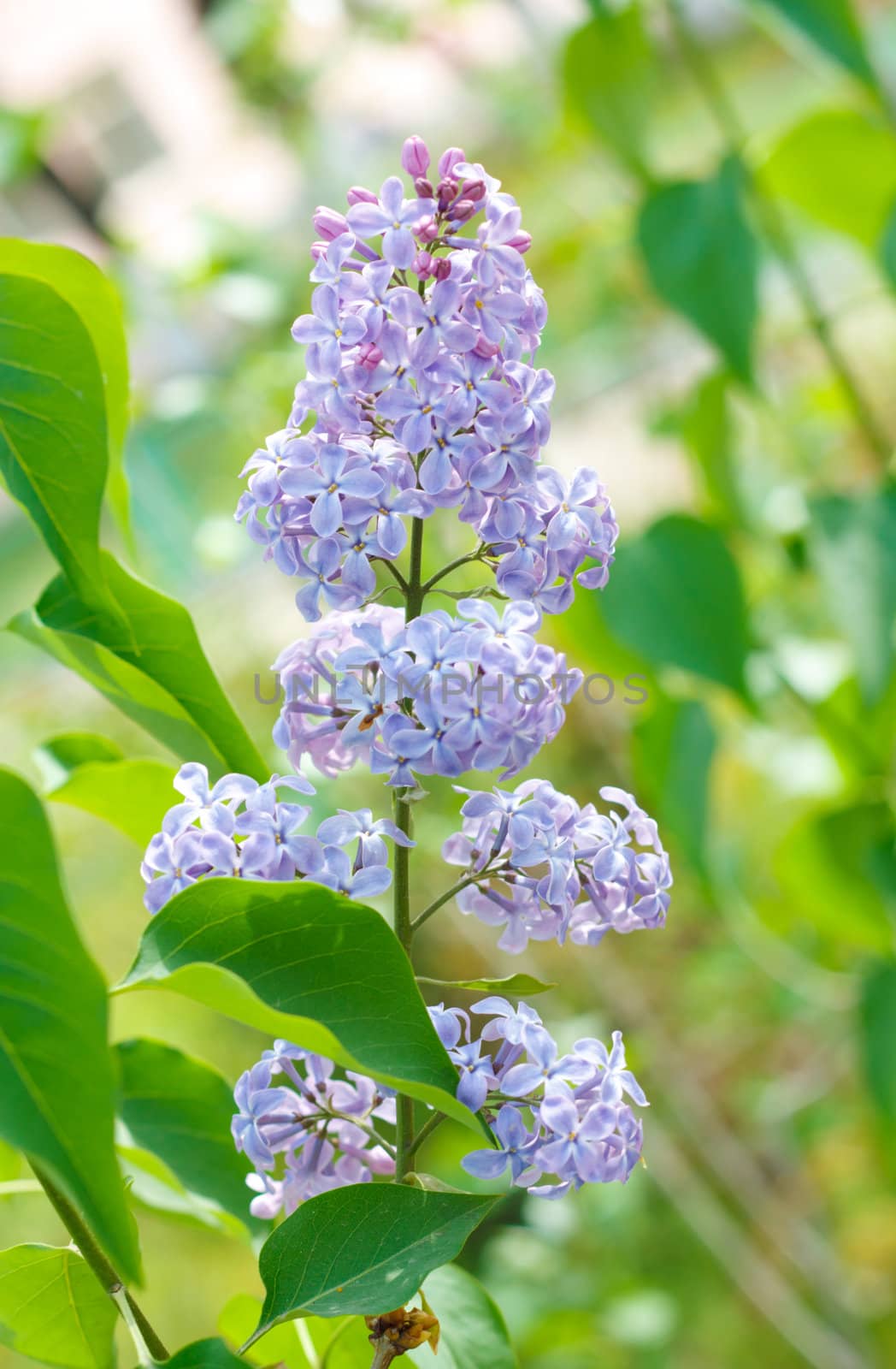 lilacs on the nature by schankz