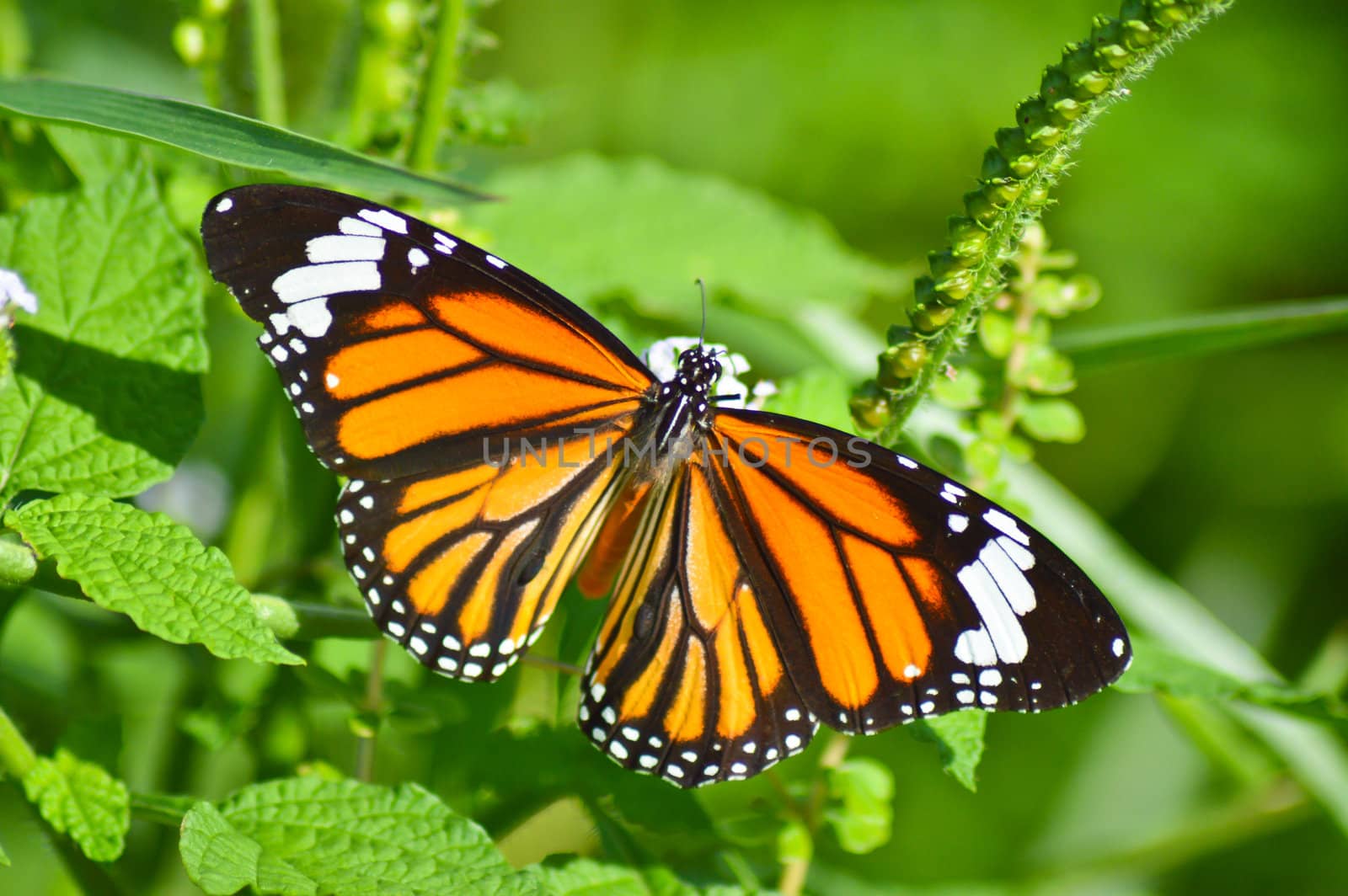 close up of beautiful butterfly in the garden