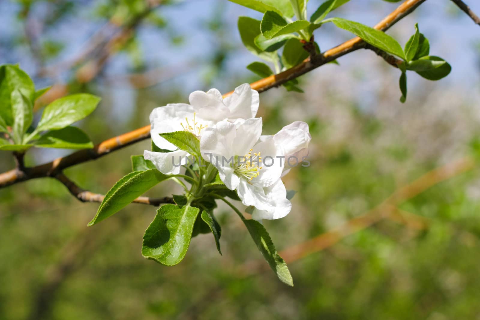 apple flowers  by schankz