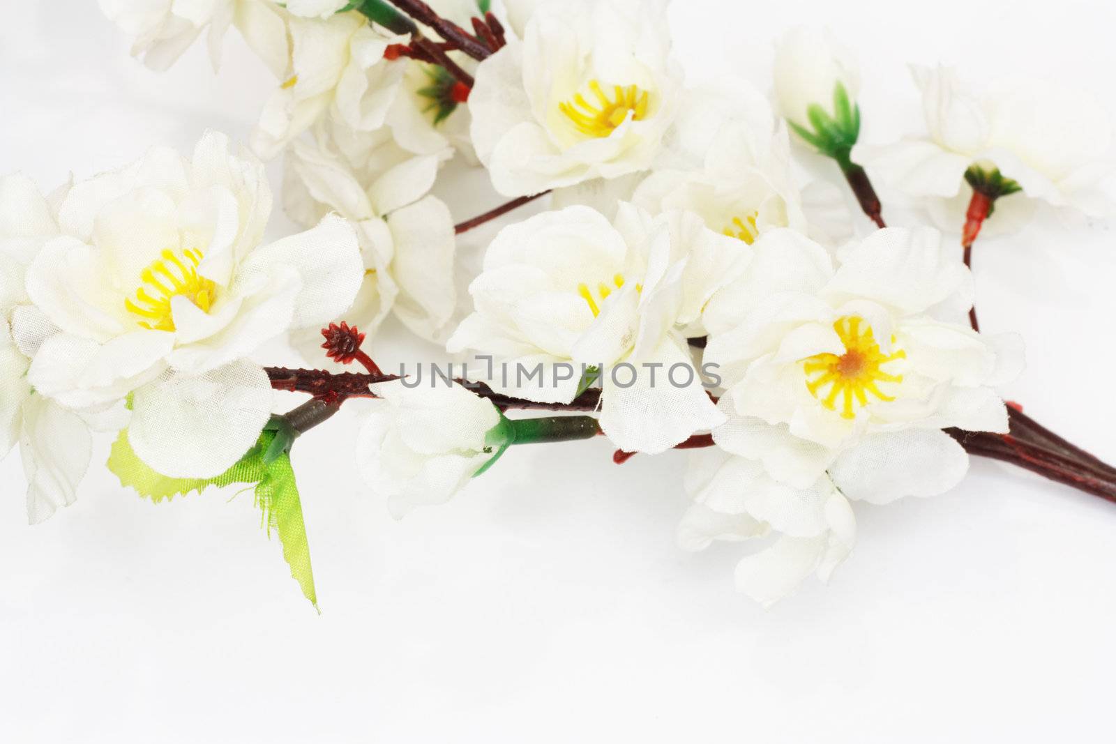 Cherry blossom ,sakura flower, isolated on white background  by schankz