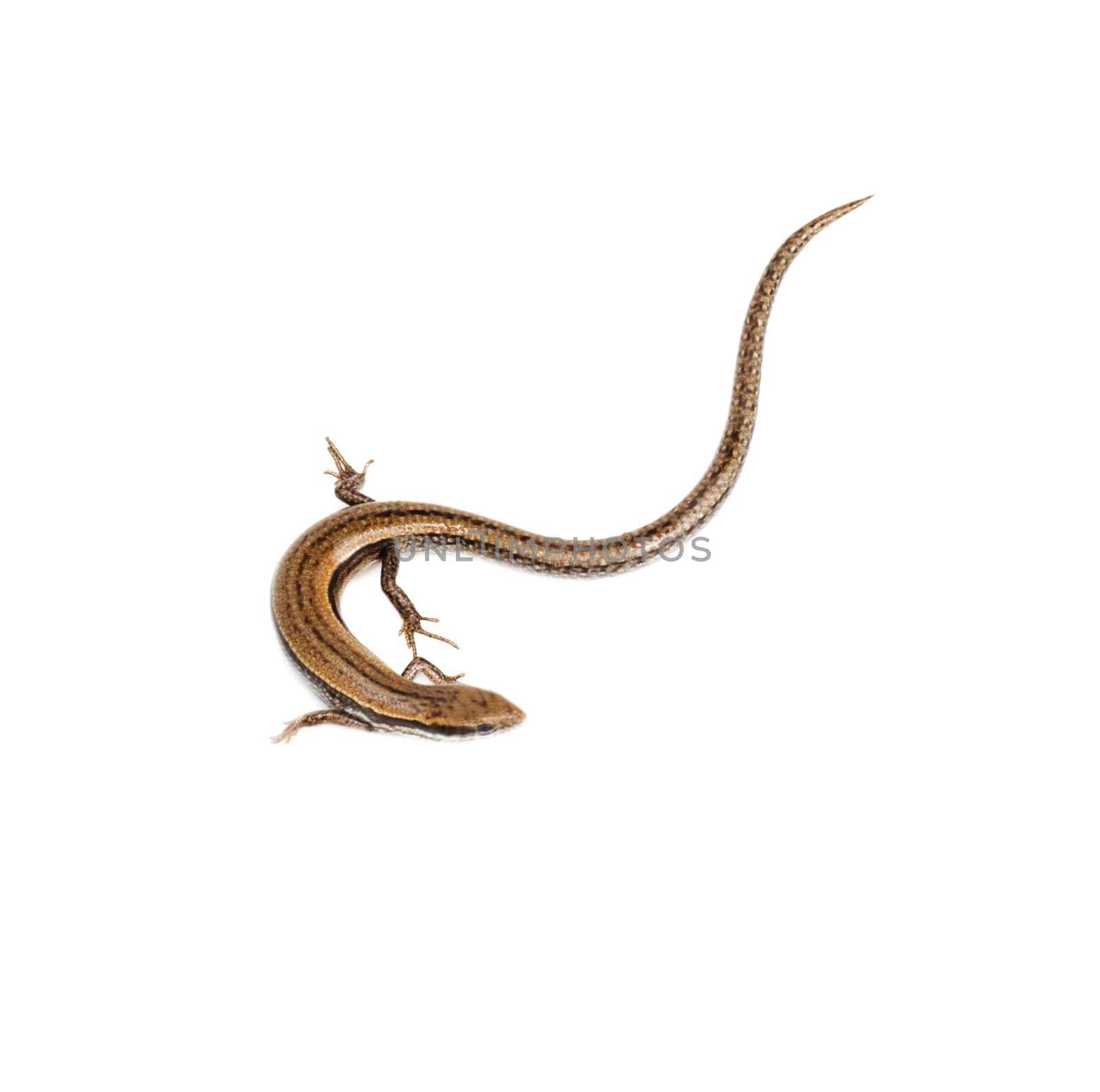 lizard on a white background