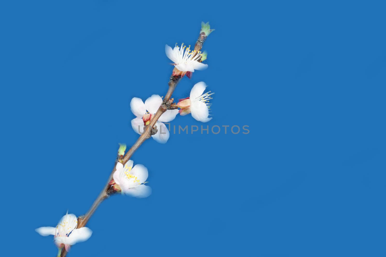 apple flowers on a blue background
