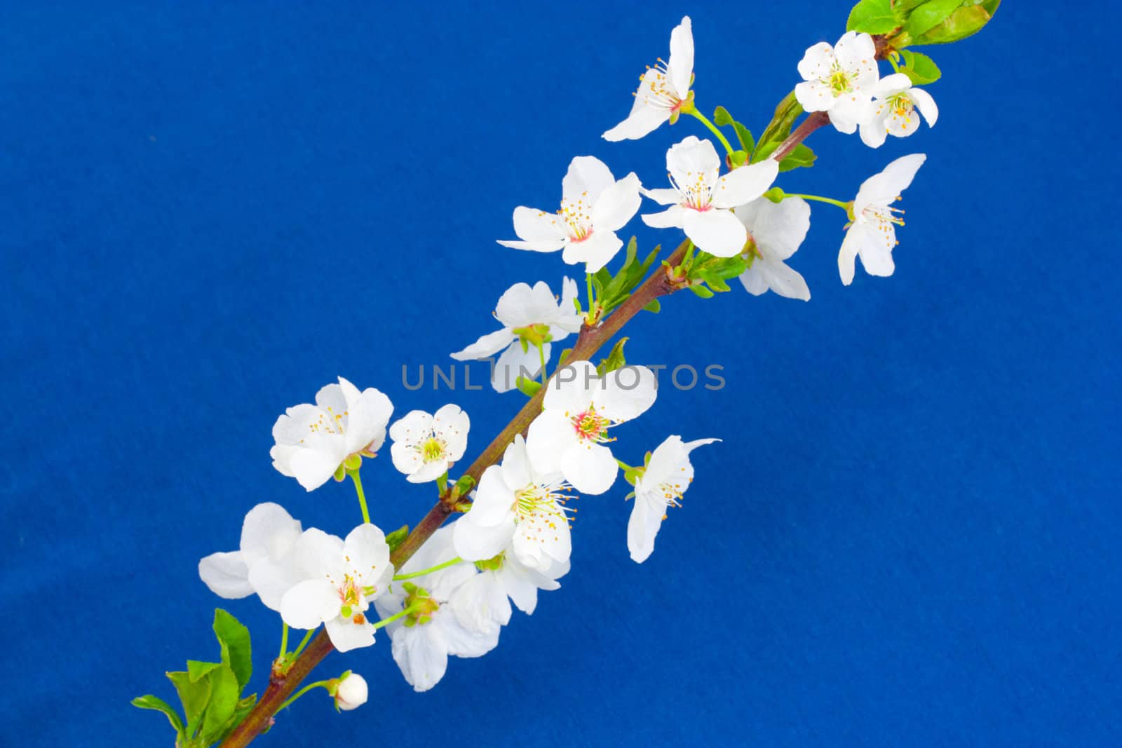 apple flowers on a blue background
