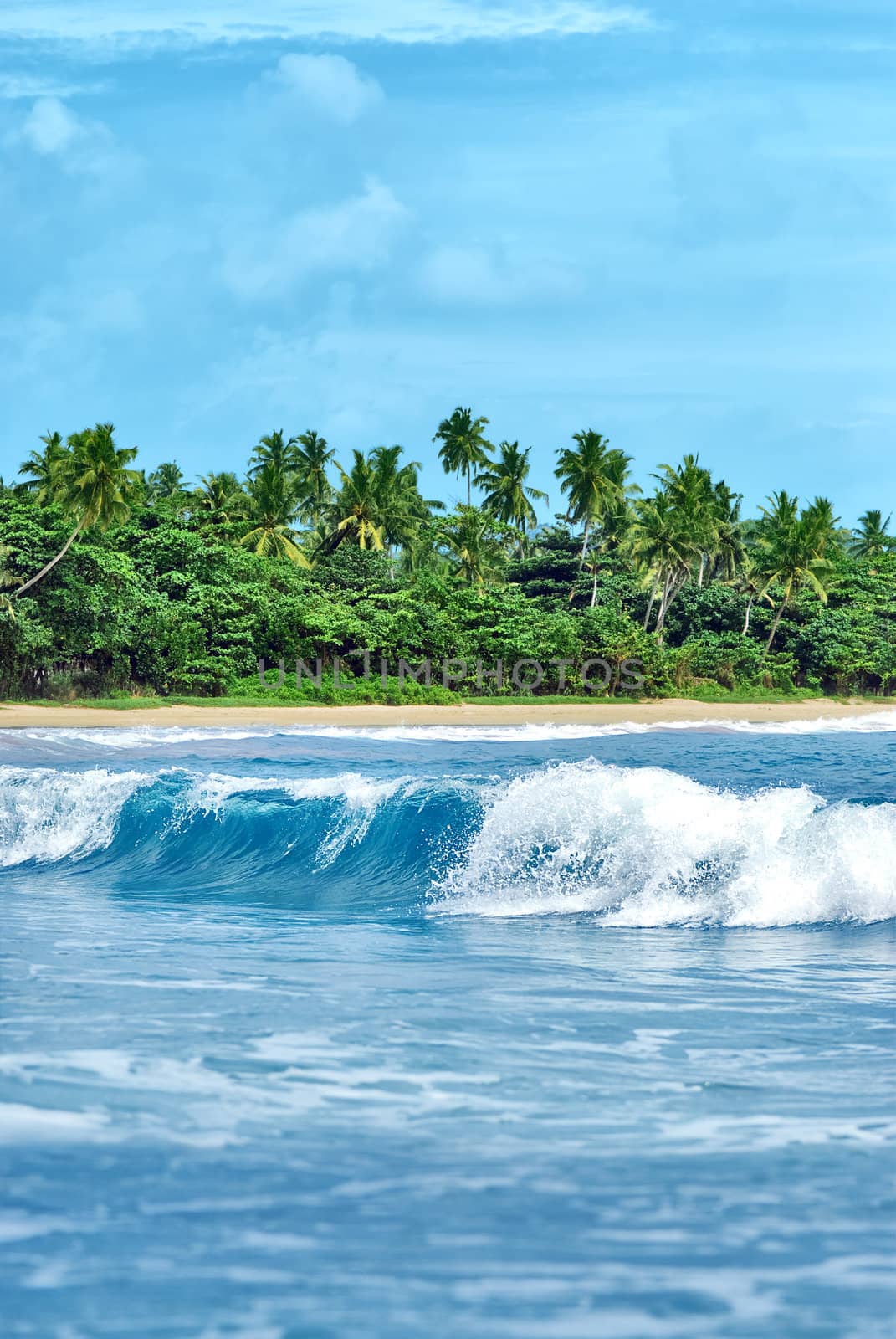 exotic island with palm trees by merzavka