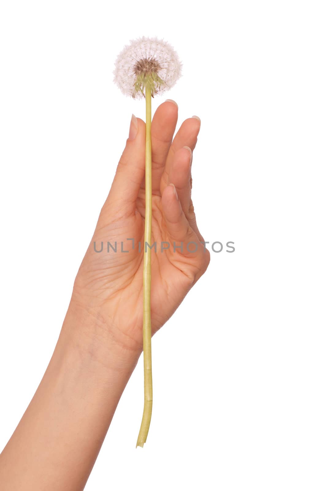 Woman holding a blowball in the hand