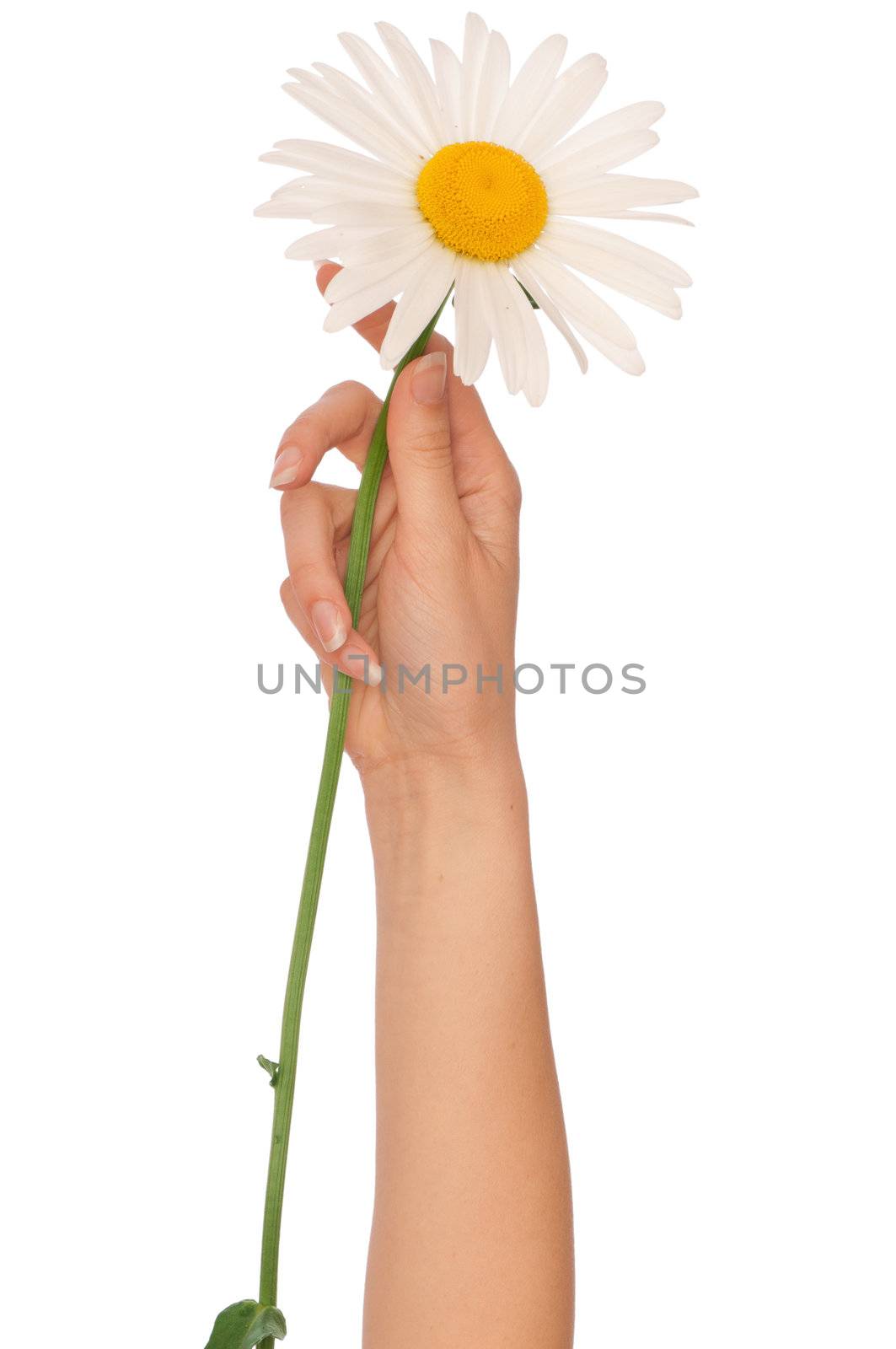 woman holding big white daisy in the hand